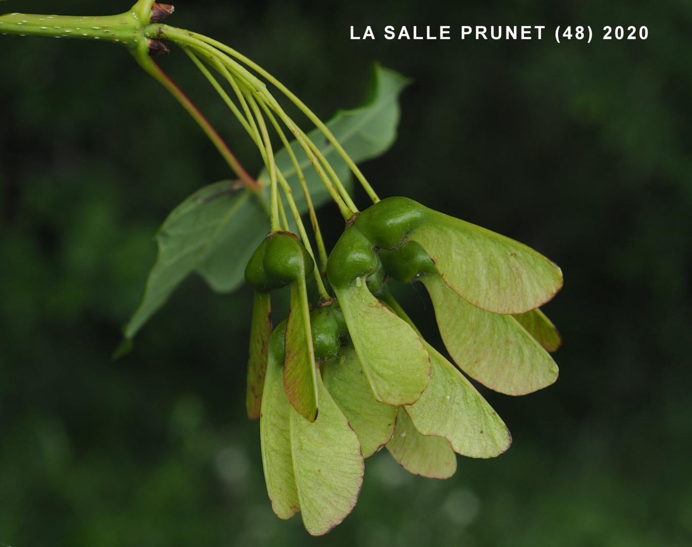 Maple, Montpellier fruit